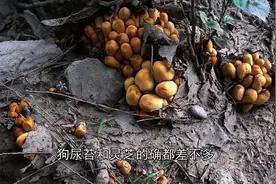 农村老大爷说：“狗尿苔和灵芝本身一样，只是生长在不同的地方”视频封面