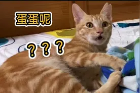 流浪猫饭团今天发现自己的蛋蛋不见了，这反应简直让人哭笑不得视频封面