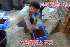 竹虫的拌料配比最为重要，要又去师傅那里学习了。视频封面