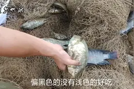 同样是罗非鱼，这种白的比黑的好吃！很少人知道这是为什么