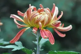 漂亮的菊花配一首纯音乐清香落