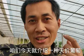 298元一串的“天价”葡萄来了，优点不少，缺点一堆，种植需谨慎视频封面