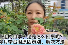 长鼻毛的月季，这是怎么回事儿？避免三种原因，解决月季台阁现象视频封面