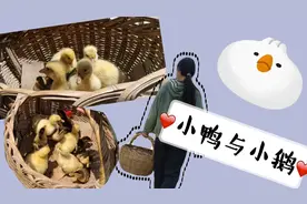 今天的vlog的主角居然是扁嘴子与鹅娃子，这两种小动物你分得清嘛