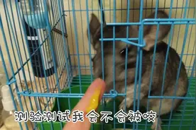 龙猫会咬主人吗？今天我就做个测试，我还把龙猫爱吃的药膏涂手上视频封面