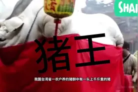 世界上最大的猪，竟然有千斤，堪称猪王。视频封面