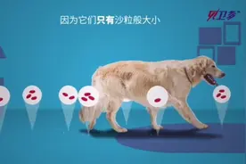 宠物身上的跳蚤是如何繁殖的，这个视频可以给你解答。视频封面