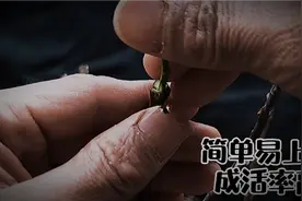 嫁接树状月季，一种操作简单且成活率较高的嫁接方法，干货分享！视频封面