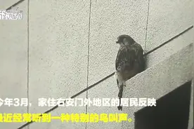 右安门外猛禽出没，居民家的鸽子少了10多只视频封面