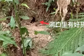 黑盾马蜂想找到他，一招搞定 ，不用任何诱蜂水