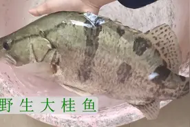 江西吉安两斤半野生大桂鱼价格低到你想不到，好吃又营养视频封面