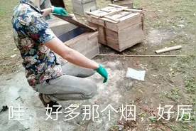 去年诱到的几群蜜蜂因为巢虫全全飞逃了，今天用硫磺薰箱杀巢虫视频封面