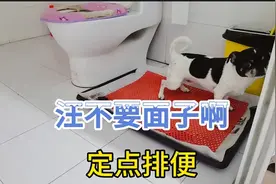 吉娃娃定点排便，主人发现异常，吓出一身汗#居家铲屎官#视频封面