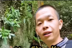 石吊兰又名吊石苣苔