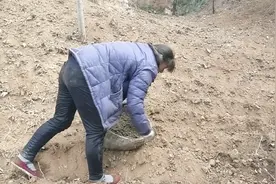 花椒籽发芽难，出苗率低，我有绝招