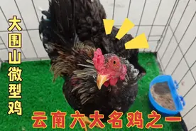 农村大仟养殖大围山微型鸡 可下蛋 可吃肉 可竞技 一鸡多用  真好视频封面