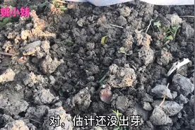带侄女去田里转转，谁知道她鞋子掉进泥窝，回家会不会被她妈妈骂视频封面