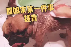 婚后第1次回娘家竟然是给狗搓背，妈妈说狗狗每天都在等我回家。视频封面