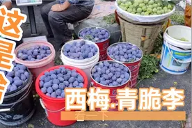 八月份汶川李子成熟的季节，满大街的人到处都是水果热闹非凡。视频封面