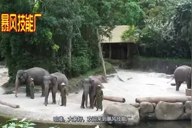 男子骑在大象背上，路中遇见老虎袭击，镜头拍下惊险全过程！视频封面