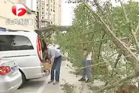 合肥：大风暴雨 多棵行道树被连根拔起视频封面