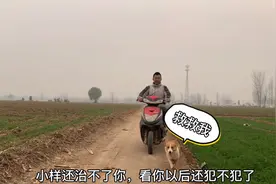 小柯基被主人骑着电动车无情的追赶着，得知真相以后差点笑掉大牙视频封面