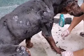 狗狗长癣用，废机油给她涂抹，效果比药都好？视频封面