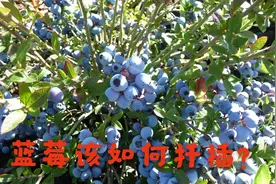 蓝莓该如何扦插？农村小伙手把手教你如何扦插蓝莓，方法简单视频封面