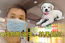 我用了2块5给宠物狗狗驱虫，效果怎么样呢#中华田园犬视频封面