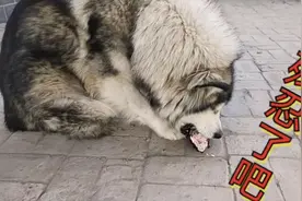 大型阿拉斯加犬，一夜间，竟然吃掉了自己的狗宝宝，是疯了吗？视频封面