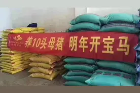 养10头母猪就能开宝马，养猪真的这么赚钱吗？农村小伙用数据回答视频封面