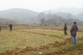 土地承包再次延长，不用担心土地收回！农民：后来人如何分配？视频封面