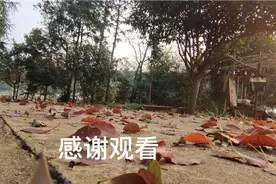长沙市树香樟树，在农村家家户户都嫌弃，直呼：全部砍了视频封面