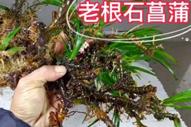 几十年老根石菖蒲做盆栽，漂不漂亮你们说了算，难得一见的喔视频封面