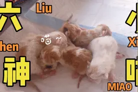 加菲猫宝宝六小神喵出世，猫妈妈一心为了你们，母爱太伟大，感动视频封面