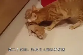 为什么母猫要把心爱的小猫往主人被窝里送？原来真相是这样的！视频封面