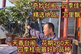 天香台阁桂花优缺点有哪些？天香台阁桂花好不好？小孔告诉你视频封面