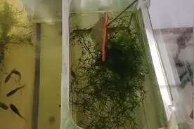 美杜莎孔雀鱼又有新收获 隔离待产的母鱼没有生 没隔离的反而生了视频封面