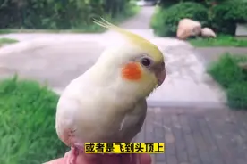 鹦鹉随地大小便怎么破？铲屎官这样处理能让你更事半功倍，真有用