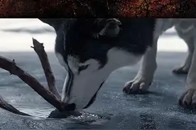 不还手不是因为怕你！视频封面