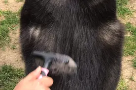养狗需谨慎！掉毛期的狗可以扔了吗？养狗前来看看这条视频再决定视频封面