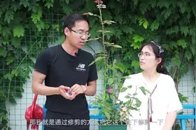 藤本月季出强笋，是剪还是不剪？ #月季视频封面