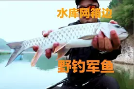 水库野钓军鱼，钓友如何钓获的？那是因为网箱边的饵鱼很多视频封面