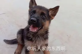 一条爆红赛季德牧，两个月左右，两千元，大家来欣赏一下吧视频封面