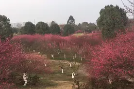 在成都过年，坐免费公交去逛梅园，三环路太漂亮了视频封面