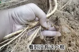 小邓到野外挖毛桃，收获3棵正宗五指毛桃，根都是黄金色的太给力视频封面