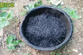 促进花卉开花，防止盆土板结的补充磷钾肥，在家自制。视频封面