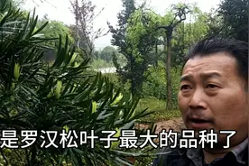 这几种罗汉松才是造型的最佳品种，刚劲挺拔，绿郁葱葱好美呀视频封面