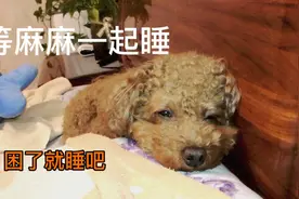 越养越粘人，不论多晚都要等着一起睡。难道真是前世的亲人？视频封面