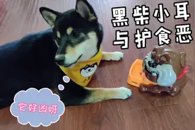 主人无聊，用护食玩具吓唬柴犬，才知道柴犬警惕性这么高#毕业#视频封面